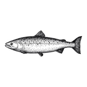 Vis