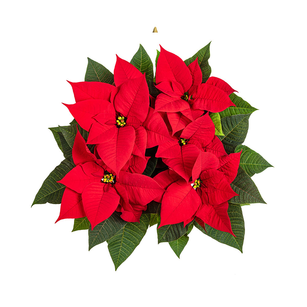 kerstplant